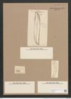 Pleurosigma balticum (Ehr.) W.Sm. (de-Toni-Nr.: Genus 13, Species 1063) Zeichnungen Sammlung Grunow Nr. 1917 (NHMW-BOT-W0369043)